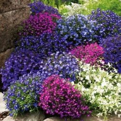 Lobelia przylądkowa - mieszanka kolorów - 6400 nasion