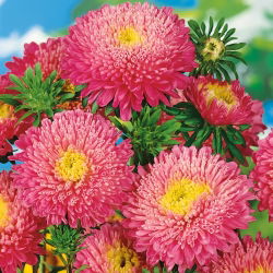 Aster chiński książęcy różowy - 500 nasion