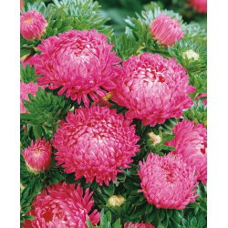 Aster chiński peoniowy różowy - 500 nasion
