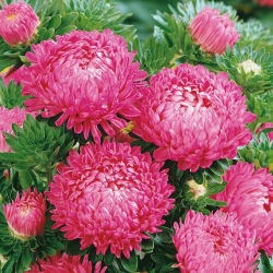 Aster chiński peoniowy różowy - 500 nasion
