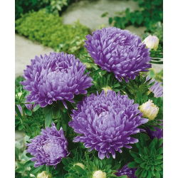 Aster chiński peoniowy niebieski - 500 nasion