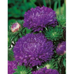 Aster chiński peoniowy fioletowy - 500 nasion