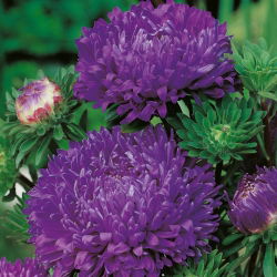 Aster chiński peoniowy fioletowy - 500 nasion