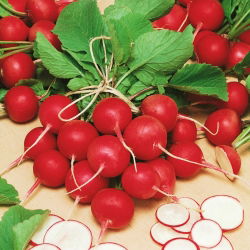 Rzodkiewka Cherry Belle - NA TAŚMIE