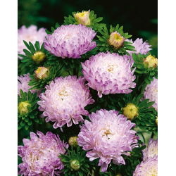 Aster chiński peoniowy biało-różowy - 500 nasion
