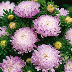 Aster chiński peoniowy biało-różowy - 500 nasion