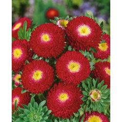 Aster chiński pomponowy czerwony - 500 nasion