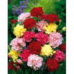 Goździk ogrodowy Wiedeński - mieszanka - 275 nasion