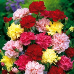 Goździk ogrodowy Wiedeński - mieszanka - 275 nasion