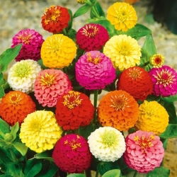 Cynia wytworna Lilliput - 90 nasion