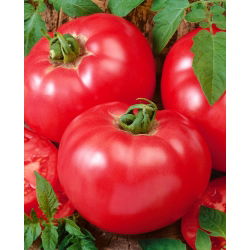 Pomidor gruntowy malinowy - Faworyt - owoce do 0,5 kg! - 263 nasion