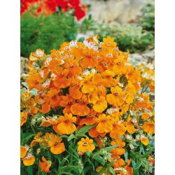 Nemezja powabna Orange Prince - 1000 nasion