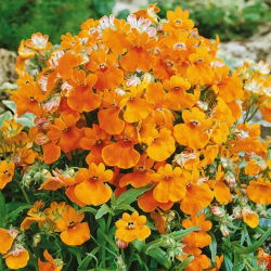 Nemezja powabna Orange Prince - 1000 nasion