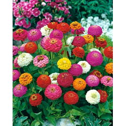 Cynia wytworna Lilliput - 90 nasion