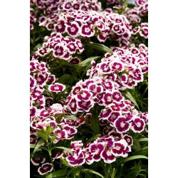 Goździk brodaty Holborn Glory - 450 nasion