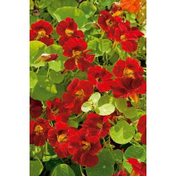 Nasturcja niska - Mahogany Jewel - 40 nasion