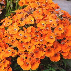 Nemezja powabna Orange Prince - 1000 nasion