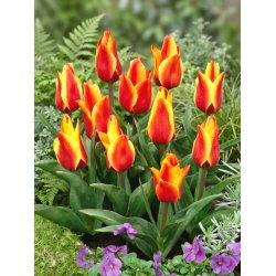 Tulipan Cape Cod  - 5 cebulek