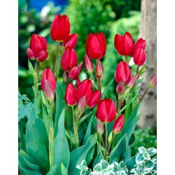 Tulipan Red Georgette - 5 cebulek