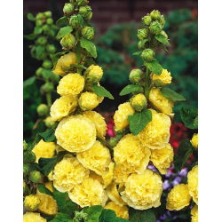 Malwa pełna - żółta - 50 nasion