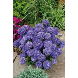Aster Milady Lilac - 500 nasion