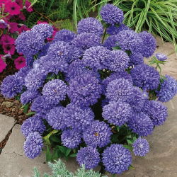Aster Milady Lilac - 500 nasion