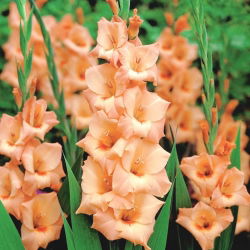 Gladiolus - Mieczyk Peter Pears - 5 cebulek