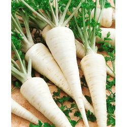 Pietruszka korzeniowa Cukrowa - 50 gram - 42500 nasion