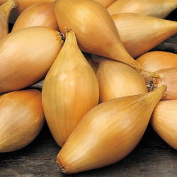 Cebula szalotka - Zebrune - 855 nasion