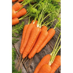 Marchew Koral - 50 gram - 42500 nasion