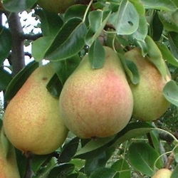 Grusza Faworytka, Klapsa - sadzonka w balocie - XXL
