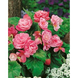 Begonia Camellia - różowo-biała - 2 bulwy