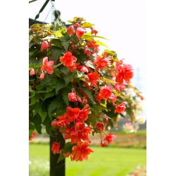 Begonia zwisająca, kaskadowa - pomarańczowa - 2 bulwy