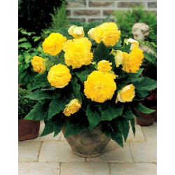 Begonia strzępiasta Fimbriata - żółta - 2 bulwy
