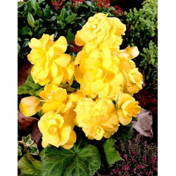 Begonia podwójna (pełna) - żółta - 2 bulwy