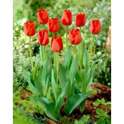 Tulipan Apeldoorn - 5 cebulek