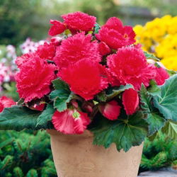 Begonia strzępiasta Fimbriata - różowa - 2 bulwy