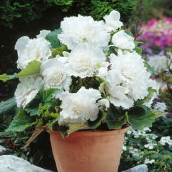 Begonia strzępiasta Fimbriata - biała - 2 bulwy