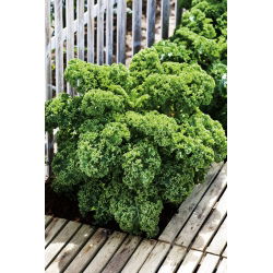 Jarmuż zielony Dwarf Green Curled - 300 nasion