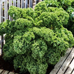 Jarmuż zielony Dwarf Green Curled - 300 nasion