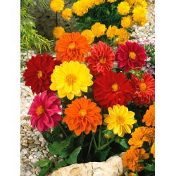 Dalia zmienna Unwins - 120 nasion