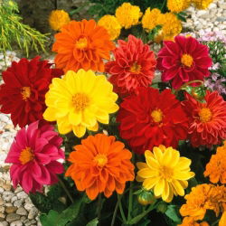 Dalia zmienna Unwins - 120 nasion