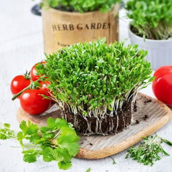 Microgreens - Kolendra siewna - młode listki o unikalnym smaku - 400 nasion
