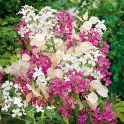 Miesięcznica (Miesięcznica, Lunaria) - 45 nasion