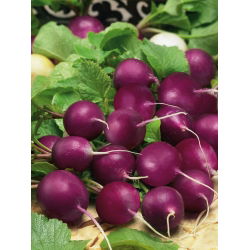 Rzodkiewka Viola - żywy, fioletowy kolor skórki - 425 nasion