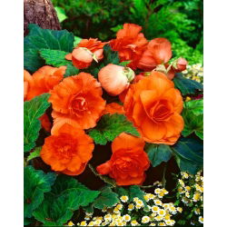 Begonia podwójna (pełna) - pomarańczowa - 2 bulwy