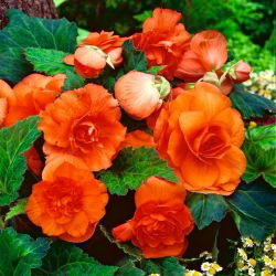 Begonia podwójna (pełna) - pomarańczowa - 2 bulwy