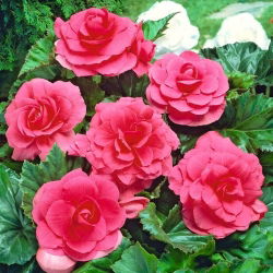 Begonia podwójna (pełna) - różowa - 2 bulwy
