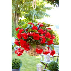 Begonia zwisająca, kaskadowa - czerwona - 2 bulwy