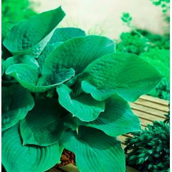 Funkia - Hosta Elegans - 1 kłącze